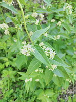 Dompte-venin officinal (photo Mrugala F., Venerieu, mai 2024)(5)